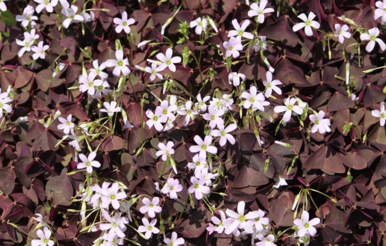 紫葉酢漿草食譜