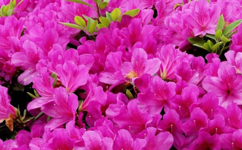 西洋杜鵑病蟲害 西洋杜鵑病蟲害