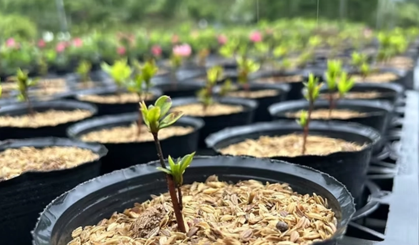 西洋杜鵑種植 西洋杜鵑種植