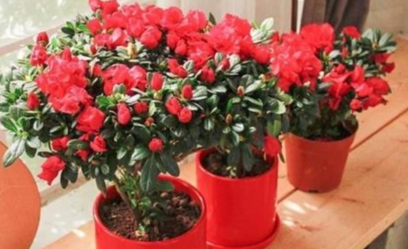 杜鵑花種植技巧