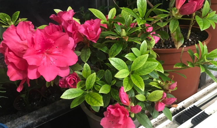 西洋杜鵑種植 西洋杜鵑種植