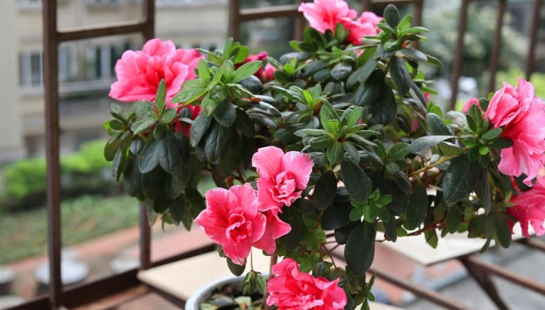 西洋杜鵑種植 西洋杜鵑種植