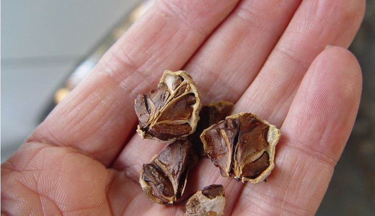 落羽松種子發芽