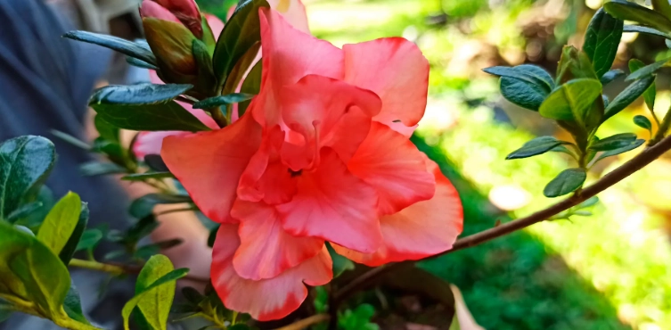 杜鵑花養護方法