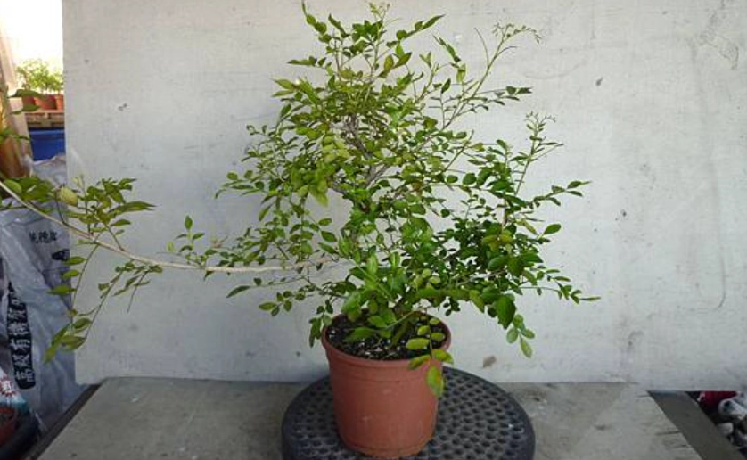 七里香病蟲害防治