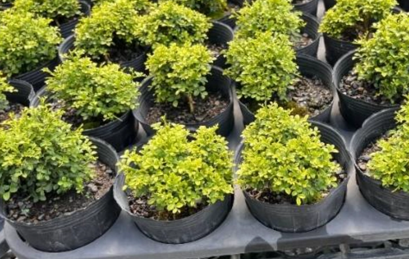 七里香種植方法