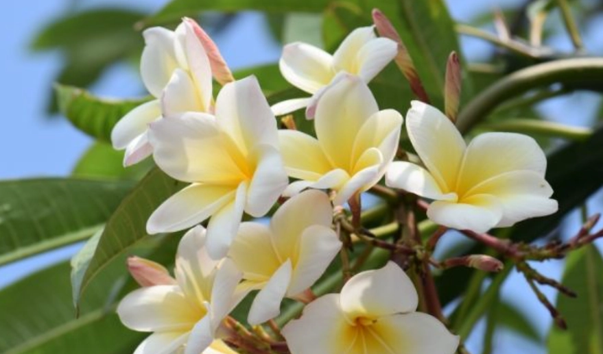 雞蛋花照顧技巧 雞蛋花照顧技巧