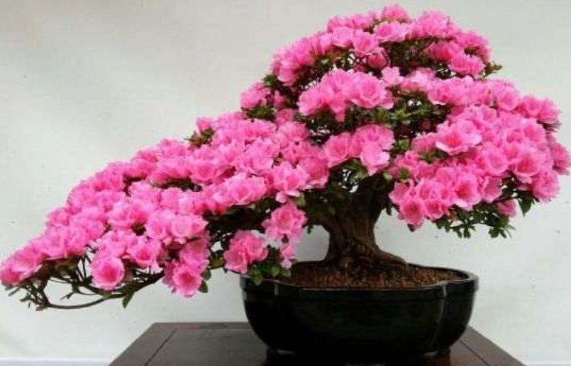 杜鵑花養護方法