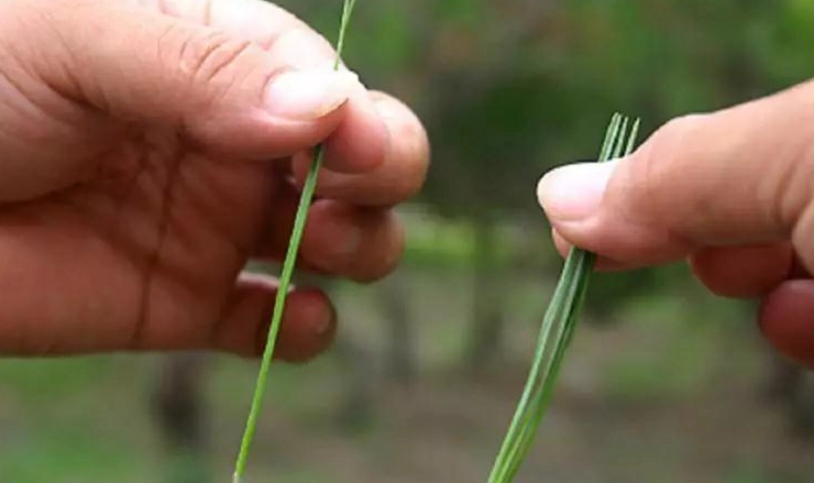 松針葉功效