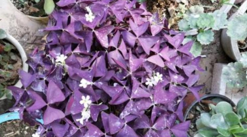 紫葉酢漿草病蟲害