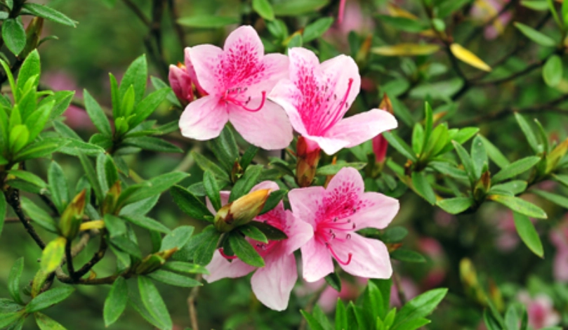 杜鵑花種植技巧