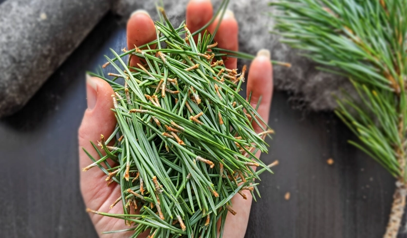 松針葉健康益處