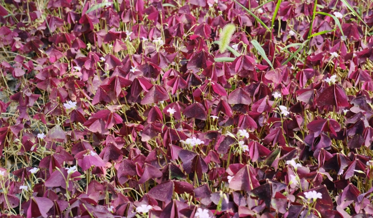 紫葉酢漿草食譜