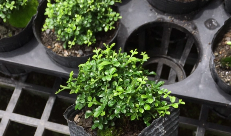 七里香種植方法