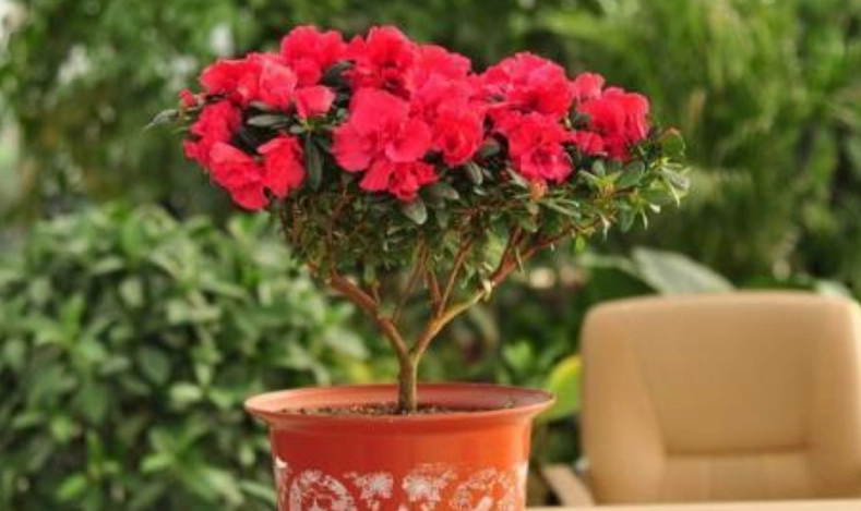 杜鵑花養護方法