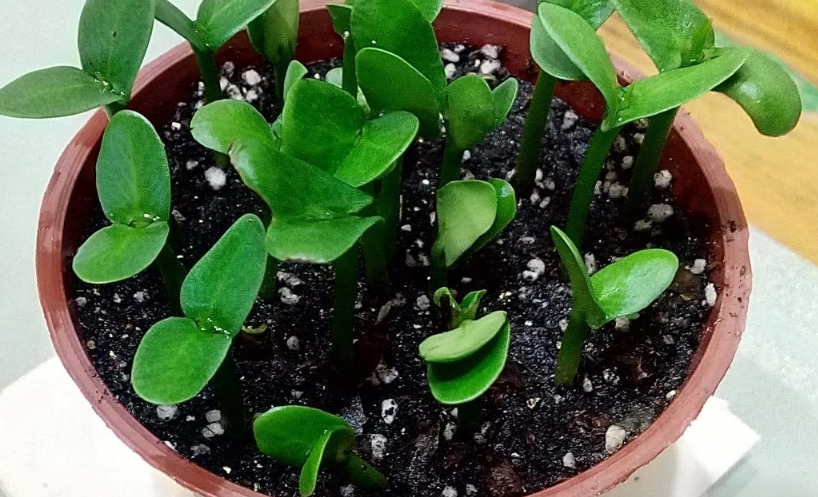 雞蛋花盆栽 雞蛋花盆栽