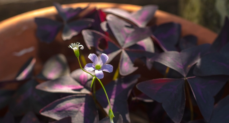 紫葉酢漿草食譜