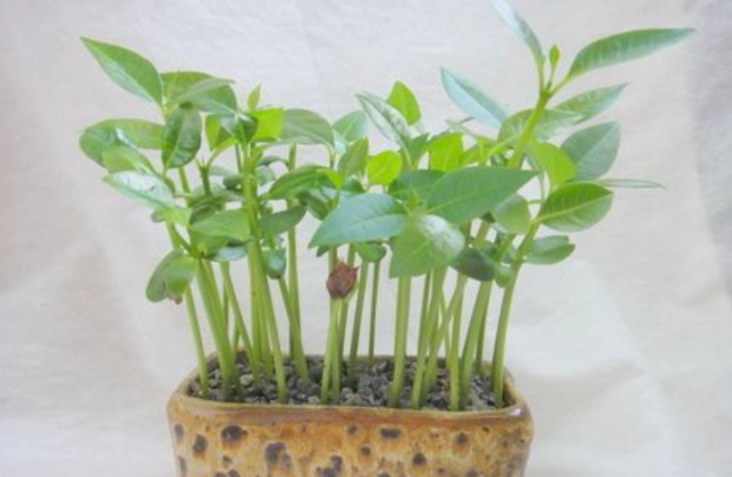 緬梔花種子發芽