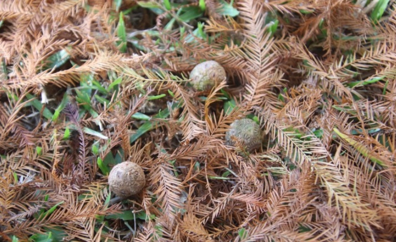 落羽松果實功效