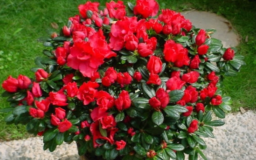 西洋杜鵑種植 西洋杜鵑種植