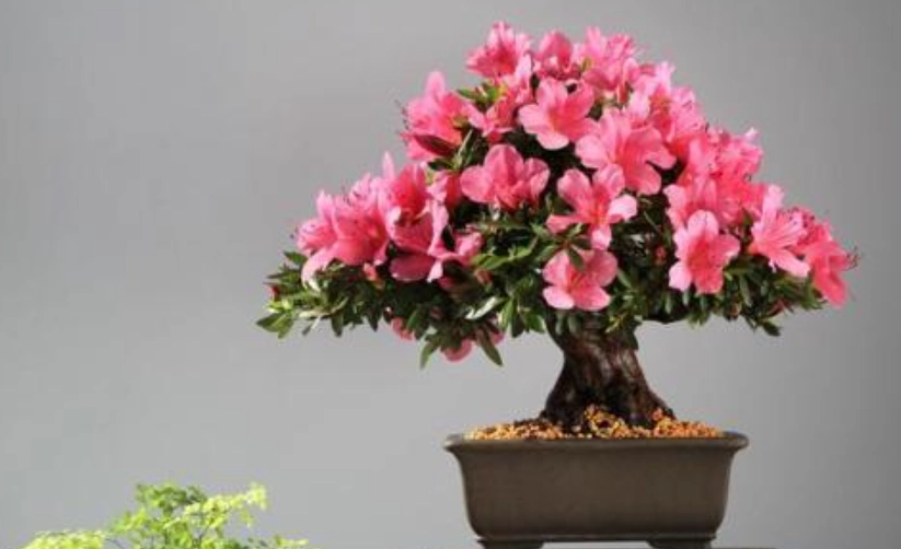 杜鵑花種植技巧