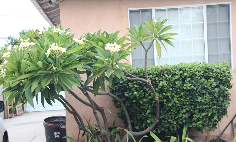 雞蛋花種植方法 雞蛋花種植方法