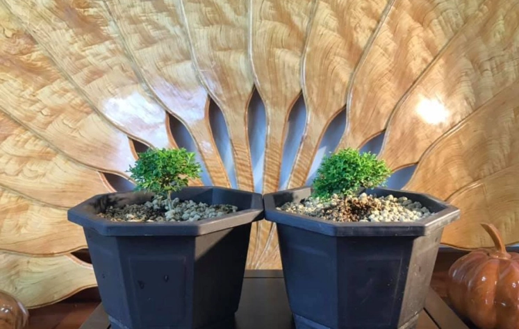 七里香種植方法