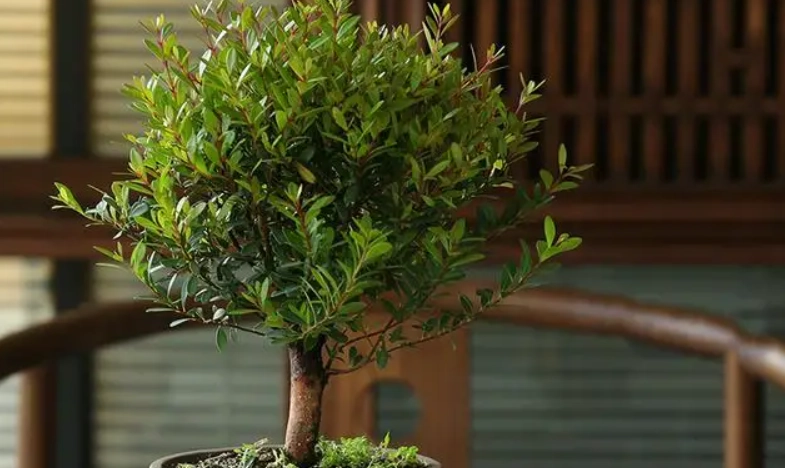 紫檀盆栽常見問題