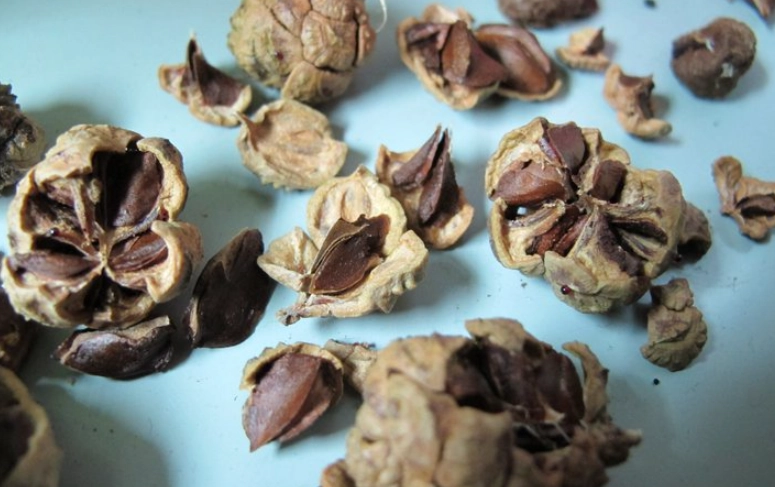 落羽松種子發芽