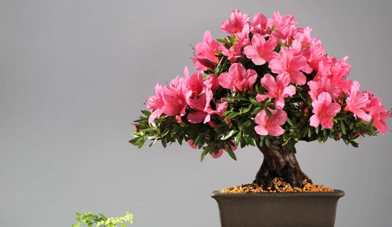 杜鵑花種植技巧