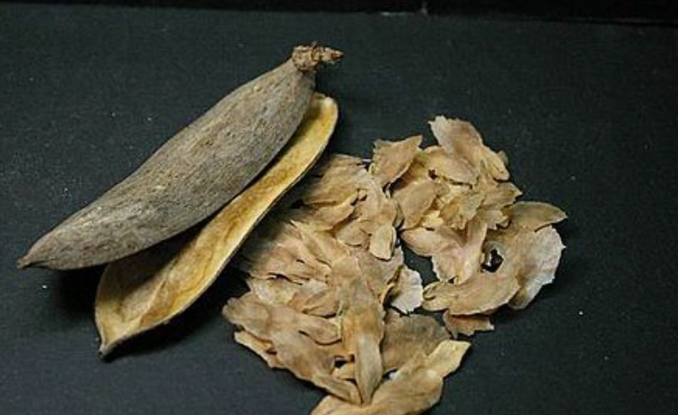 緬梔花種子發芽