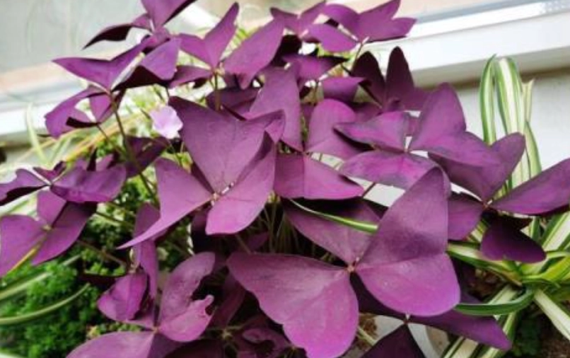 紫葉酢漿草種植