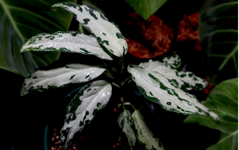 觀葉植物開花條件