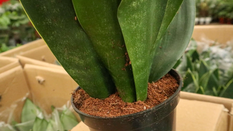 虎尾蘭換盆時間