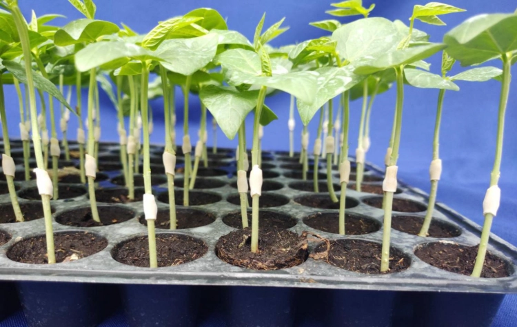 長豆病虫害防治