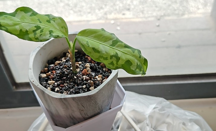 迷彩粗肋草照顧方法