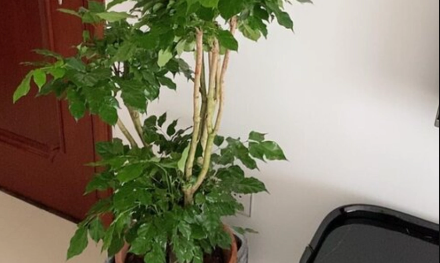 幸福樹盆栽價格