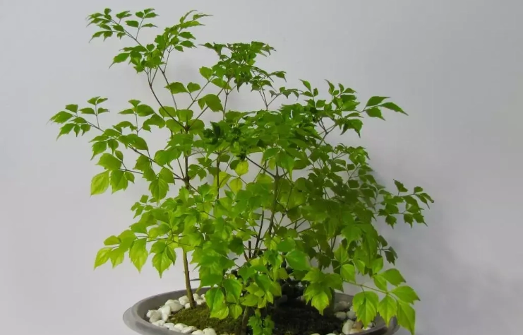 幸福樹盆栽葉子發黃