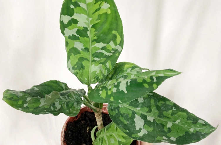 迷彩粗肋草病害處理