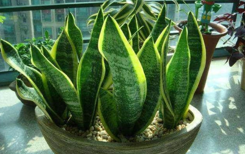 虎尾蘭換盆技巧