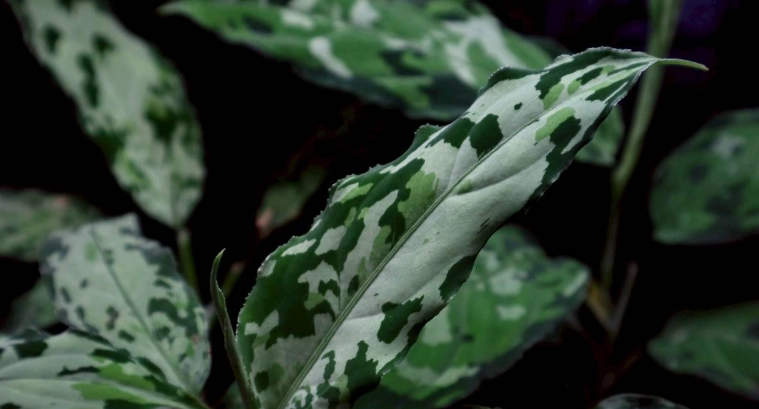 迷彩粗肋草繁殖技巧