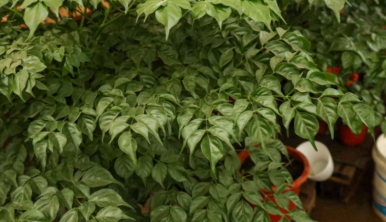 幸福樹種植方法