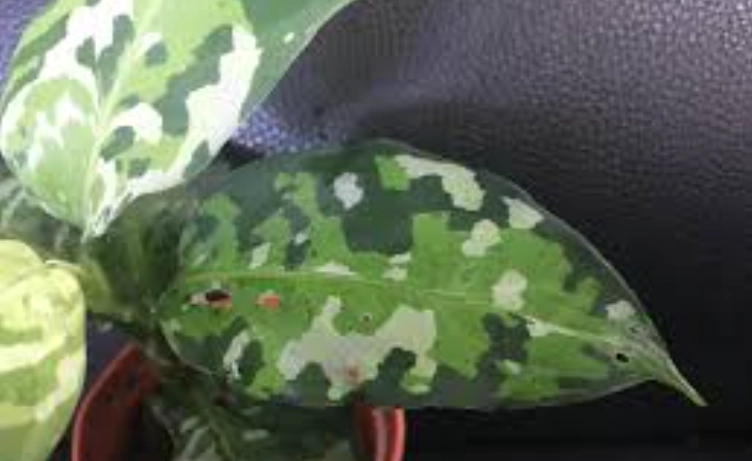 迷彩粗肋草病害處理