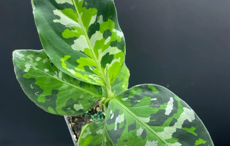 觀葉植物開花條件