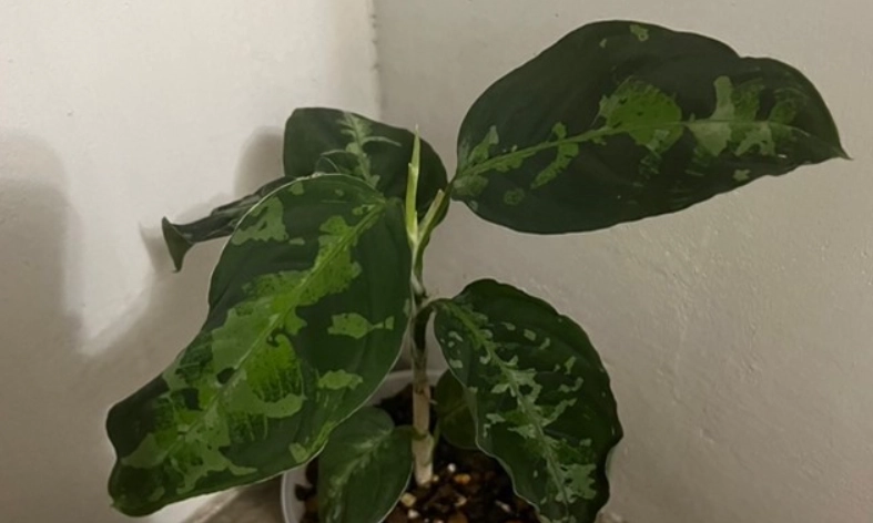 迷彩粗肋草繁殖技巧