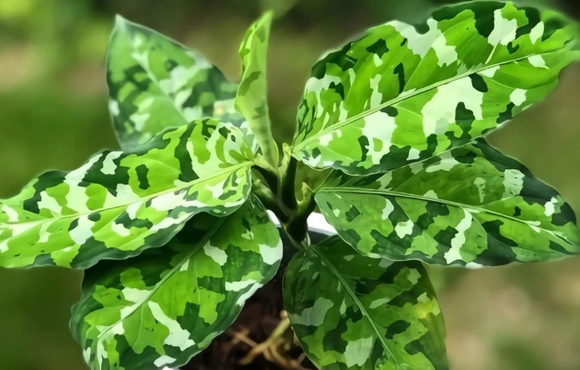 迷彩粗肋草照顧