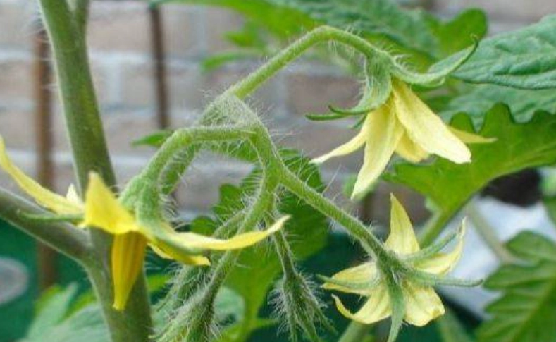 番茄不開花原因 番茄不開花原因