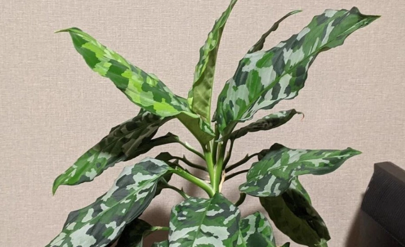 觀葉植物開花條件