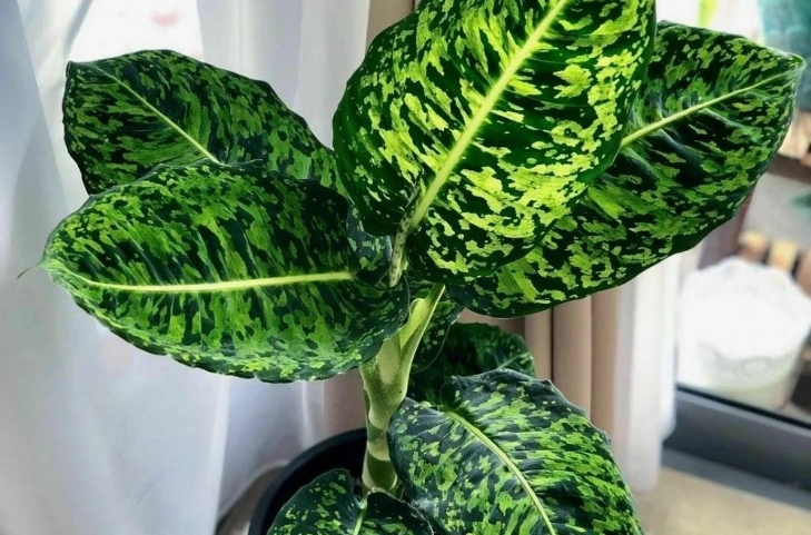 迷彩粗肋草照顧方法