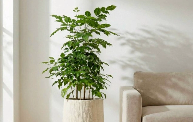 幸福樹盆栽照顧